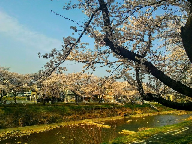 地元の桜.jpg